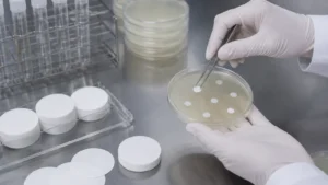 Filter Paper Disc Diffusion Method visual guide