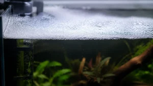 Foam on Top of Aquarium visual guide